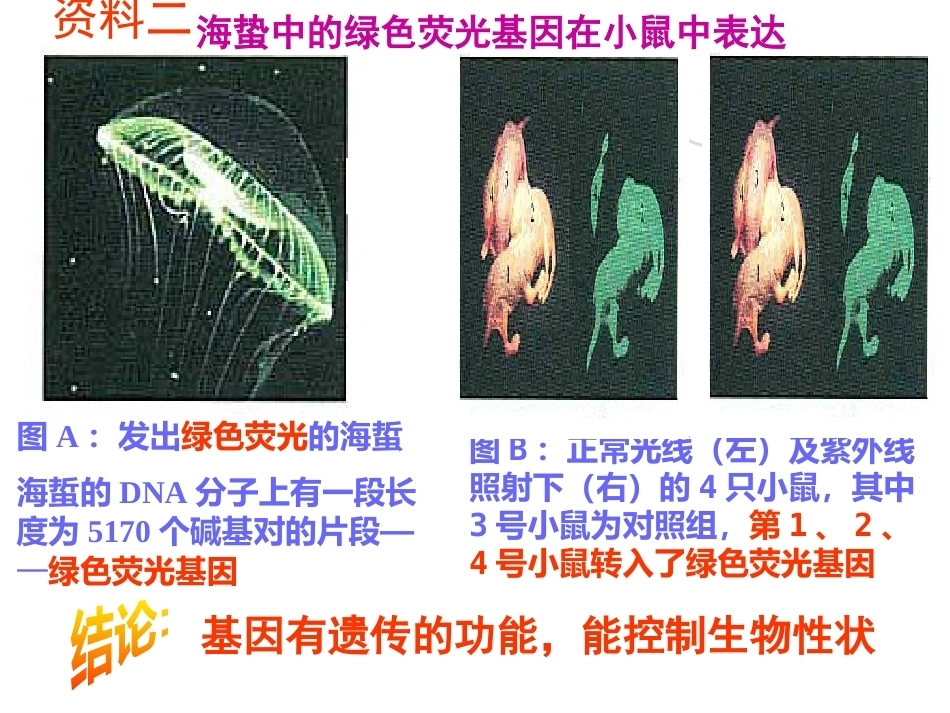 基因是具有遗传效应的DNA片段_第11页