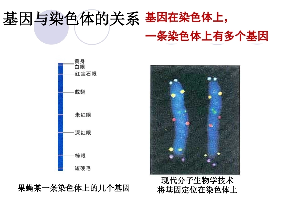 基因是具有遗传效应的DNA片段_第2页