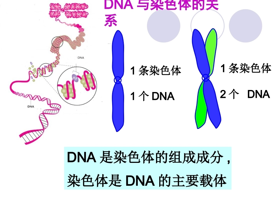 基因是具有遗传效应的DNA片段_第3页