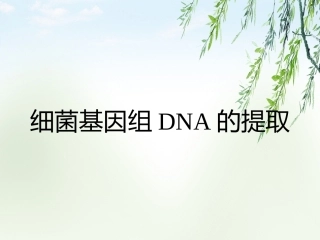 细菌基因组DNA的提取2