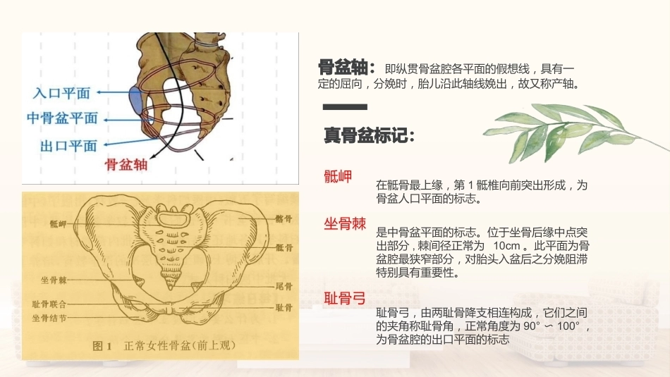 妇产科护理学基本知识_第2页