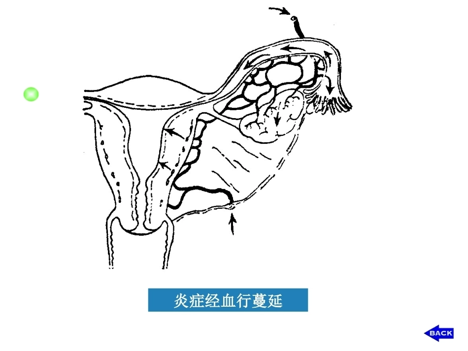 妇产科护理学_第13页