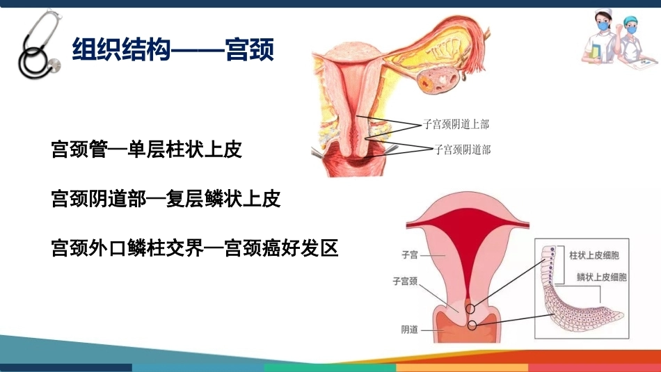 妇产科护理基础知识 子宫 妇产科护理课件_第10页