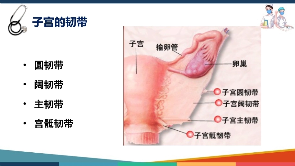 妇产科护理基础知识 子宫 妇产科护理课件_第12页