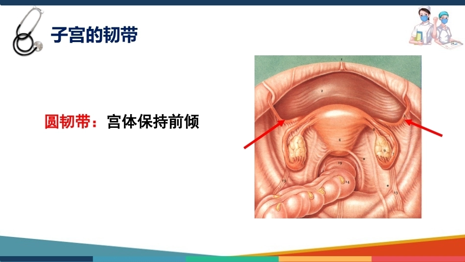 妇产科护理基础知识 子宫 妇产科护理课件_第13页