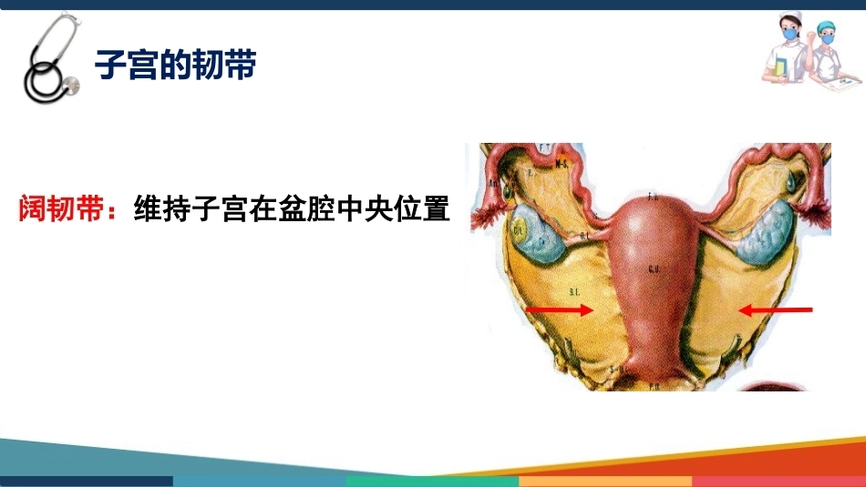 妇产科护理基础知识 子宫 妇产科护理课件_第14页