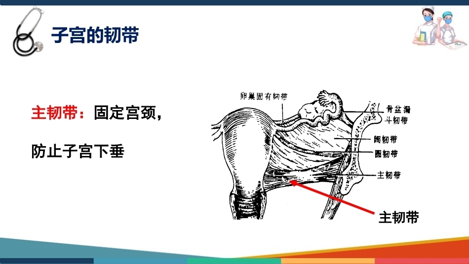 妇产科护理基础知识 子宫 妇产科护理课件_第15页