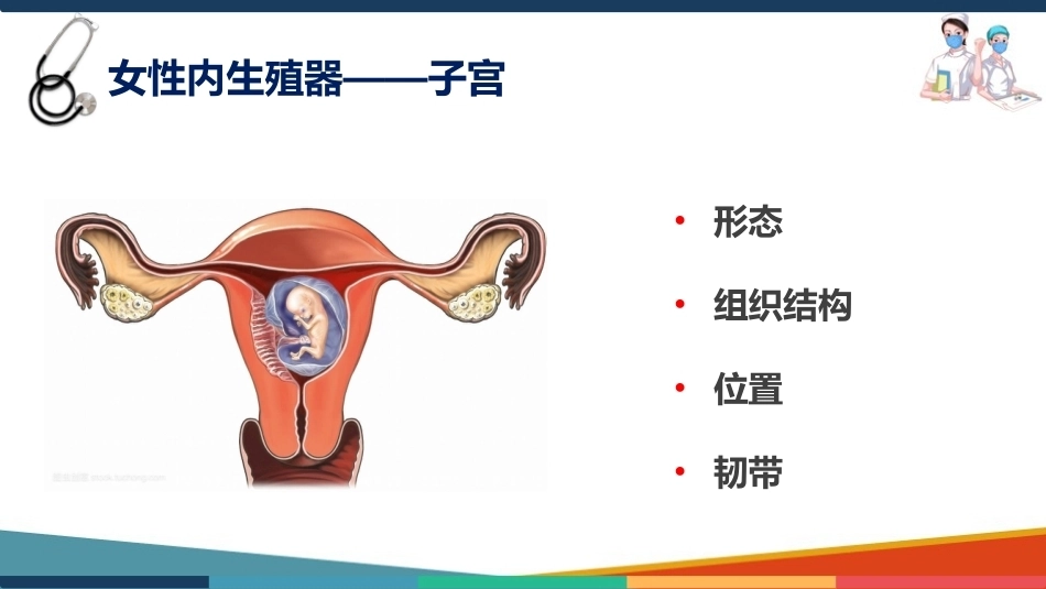 妇产科护理基础知识 子宫 妇产科护理课件_第3页