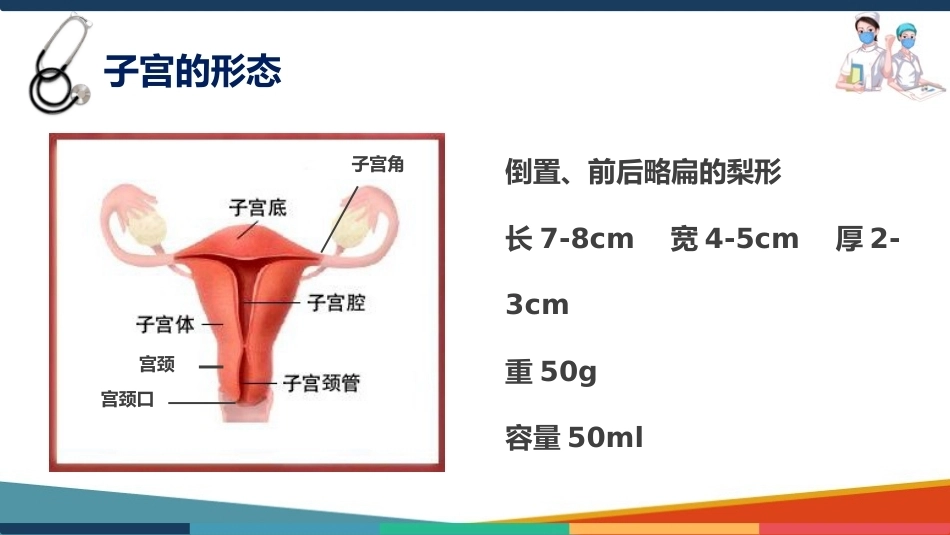 妇产科护理基础知识 子宫 妇产科护理课件_第4页
