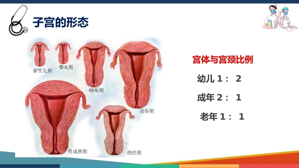 妇产科护理基础知识 子宫 妇产科护理课件_第5页