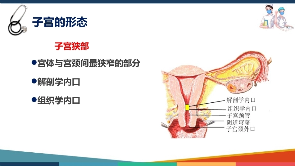 妇产科护理基础知识 子宫 妇产科护理课件_第6页