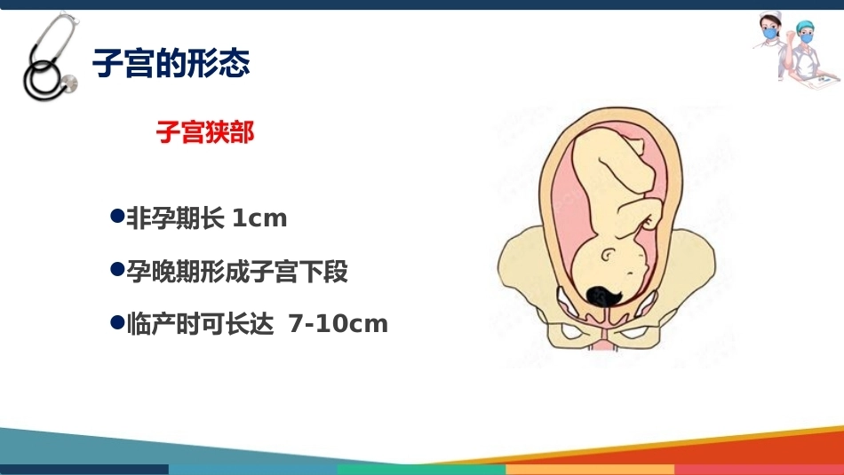 妇产科护理基础知识 子宫 妇产科护理课件_第7页