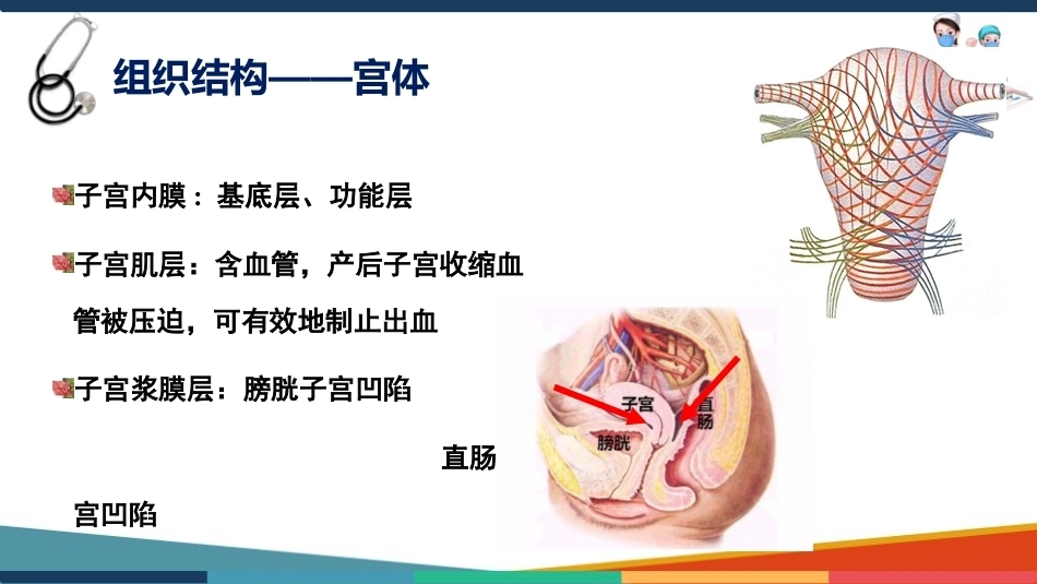 妇产科护理基础知识 子宫 妇产科护理课件_第9页