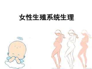 女性生殖系统生理妇产科PPT