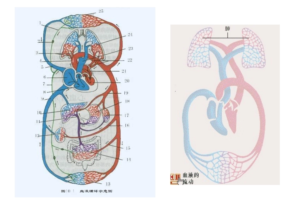 肺栓塞的诊断与治疗 PPT(5)_第3页