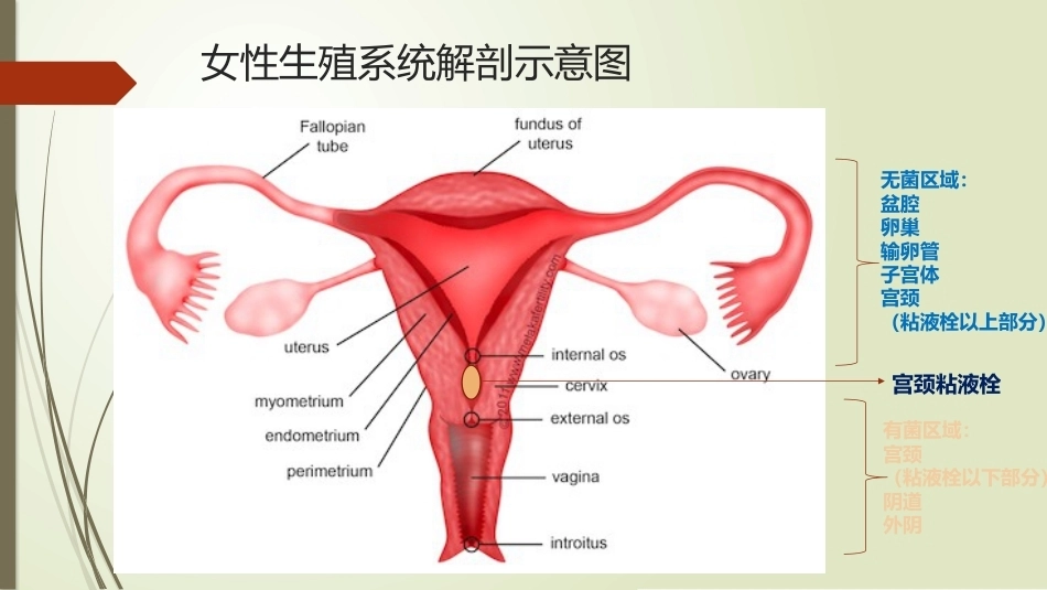 妇科炎症、妊娠合并性传播疾病_第3页