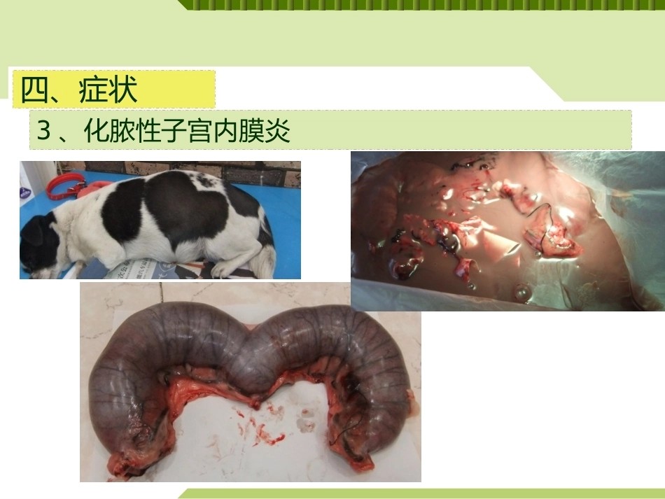 兽医产科学产后期疾病子宫内膜炎_第13页