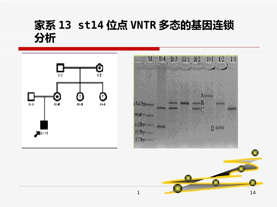 完善血友病的基因诊断体系_第14页