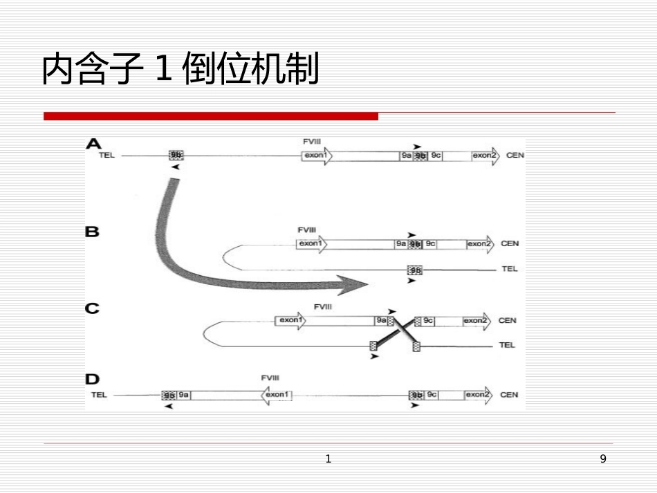 完善血友病的基因诊断体系_第9页