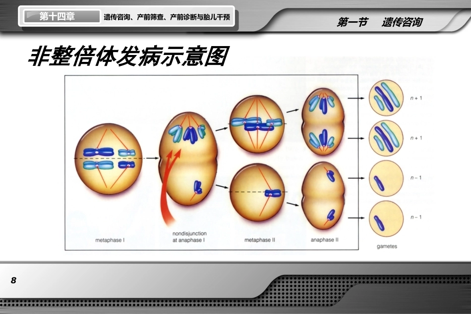 遗传咨询产前筛查产前诊断与胎儿干预ppt课件_第8页