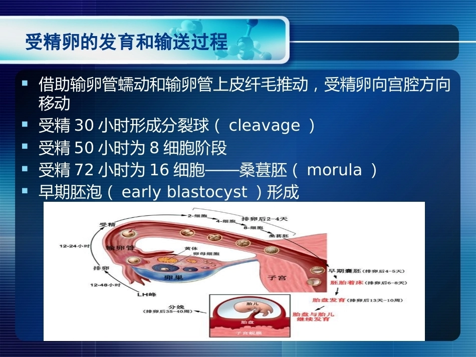 妊娠生理和妊娠诊断_第10页