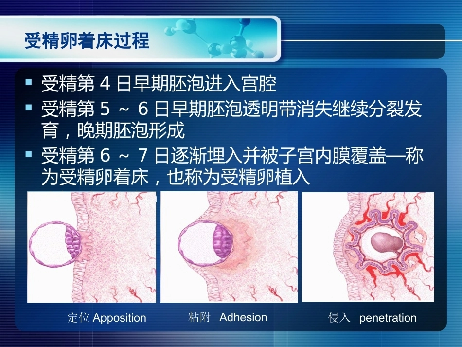 妊娠生理和妊娠诊断_第11页