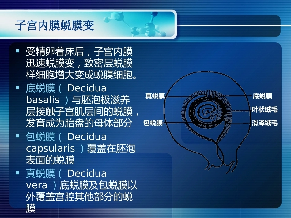 妊娠生理和妊娠诊断_第13页