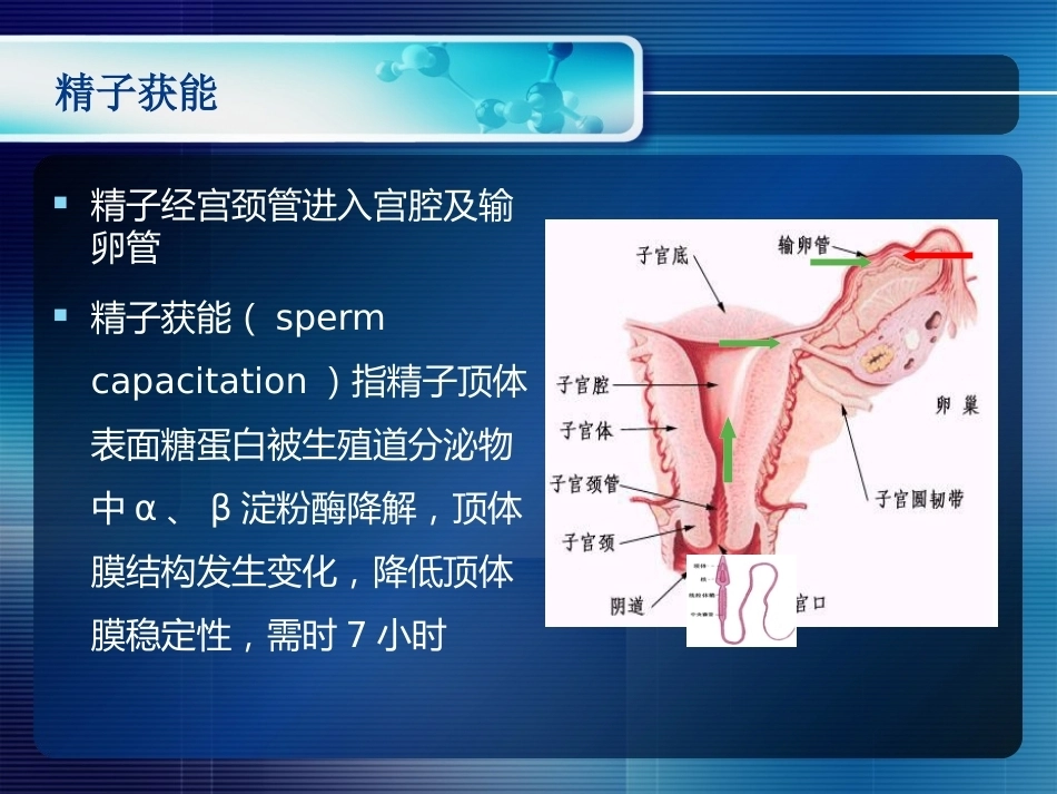 妊娠生理和妊娠诊断_第5页