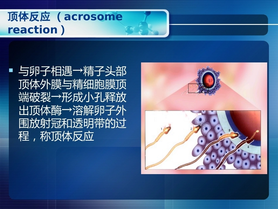 妊娠生理和妊娠诊断_第6页