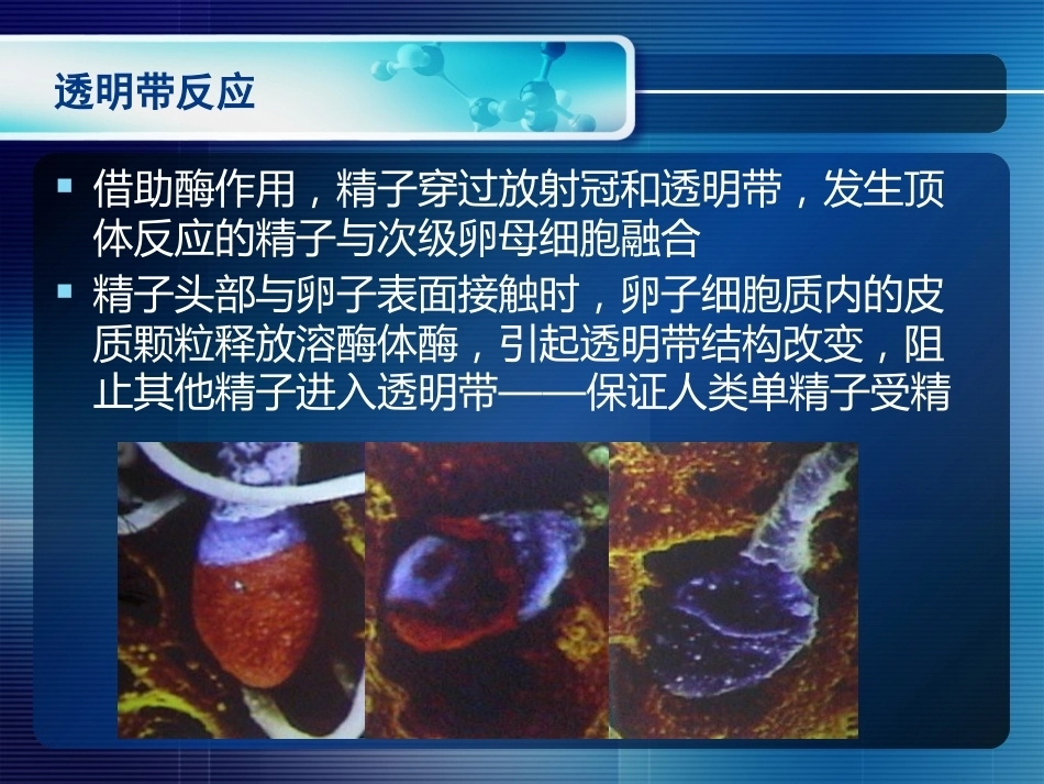 妊娠生理和妊娠诊断_第7页