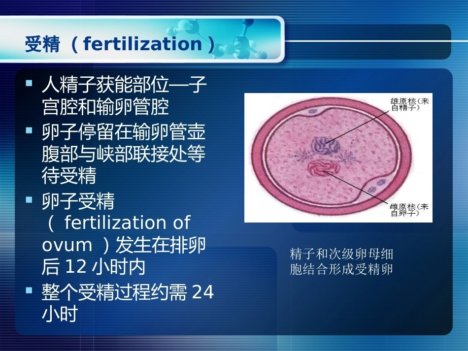妊娠生理和妊娠诊断_第8页