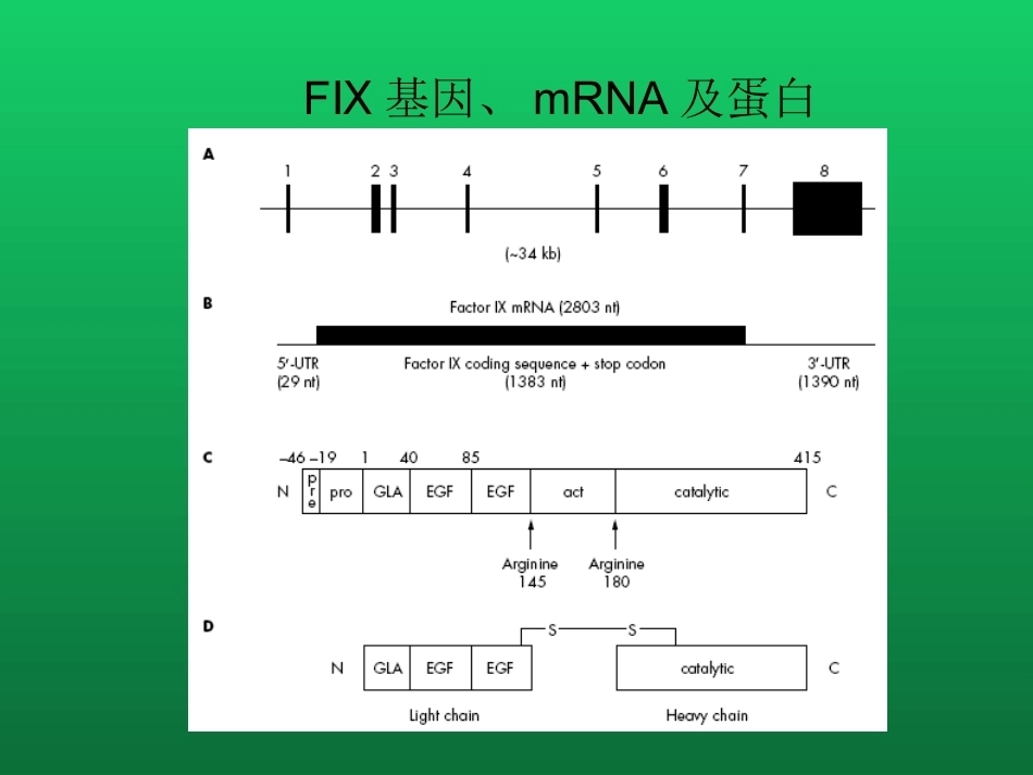 血友病与血管性血友病的诊断与治疗_第13页