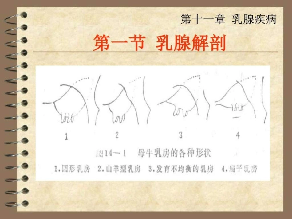 兽医产科学之乳腺疾病_第3页