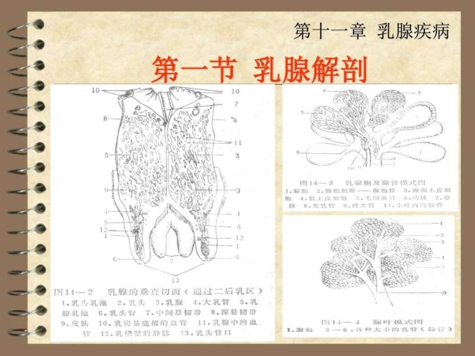 兽医产科学之乳腺疾病_第4页