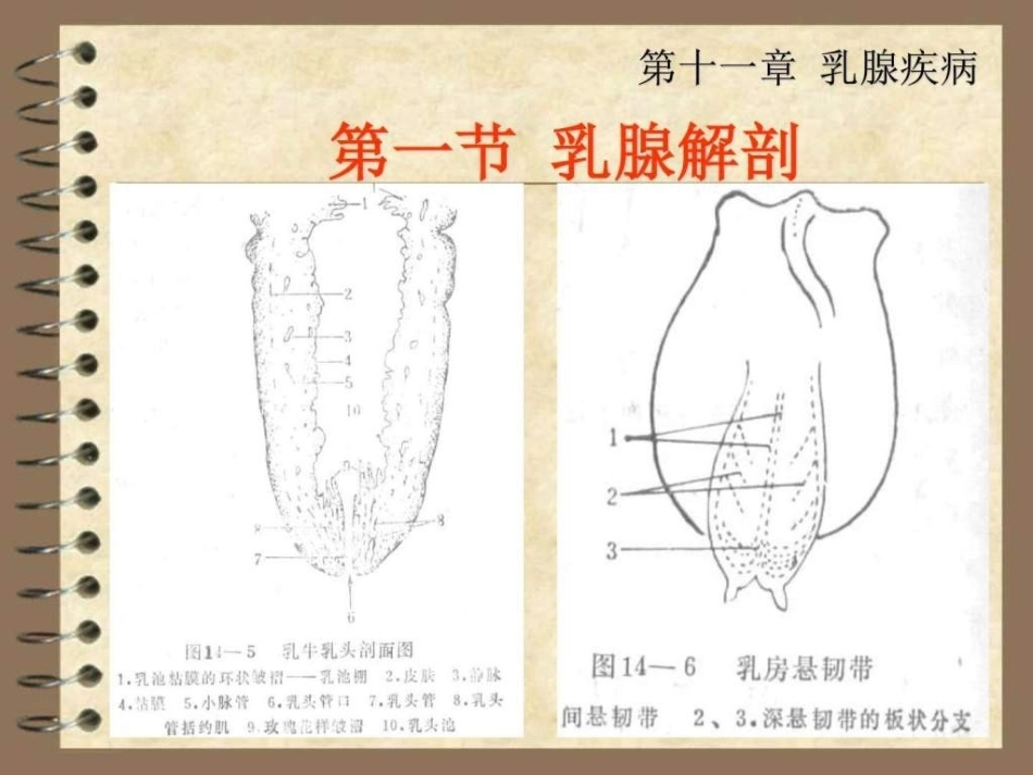 兽医产科学之乳腺疾病_第5页