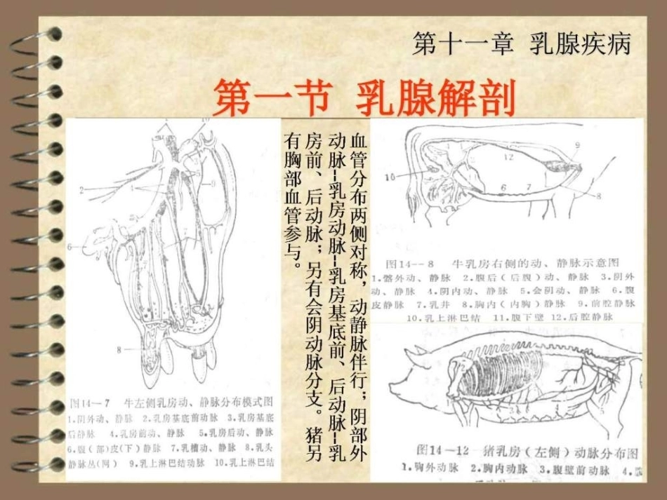 兽医产科学之乳腺疾病_第6页