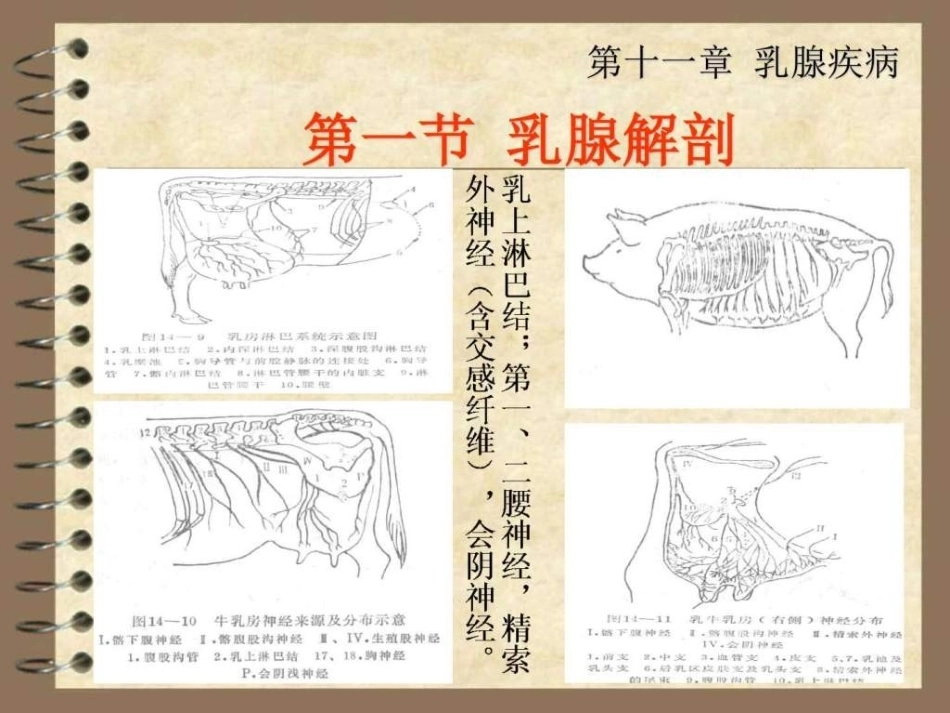 兽医产科学之乳腺疾病_第7页