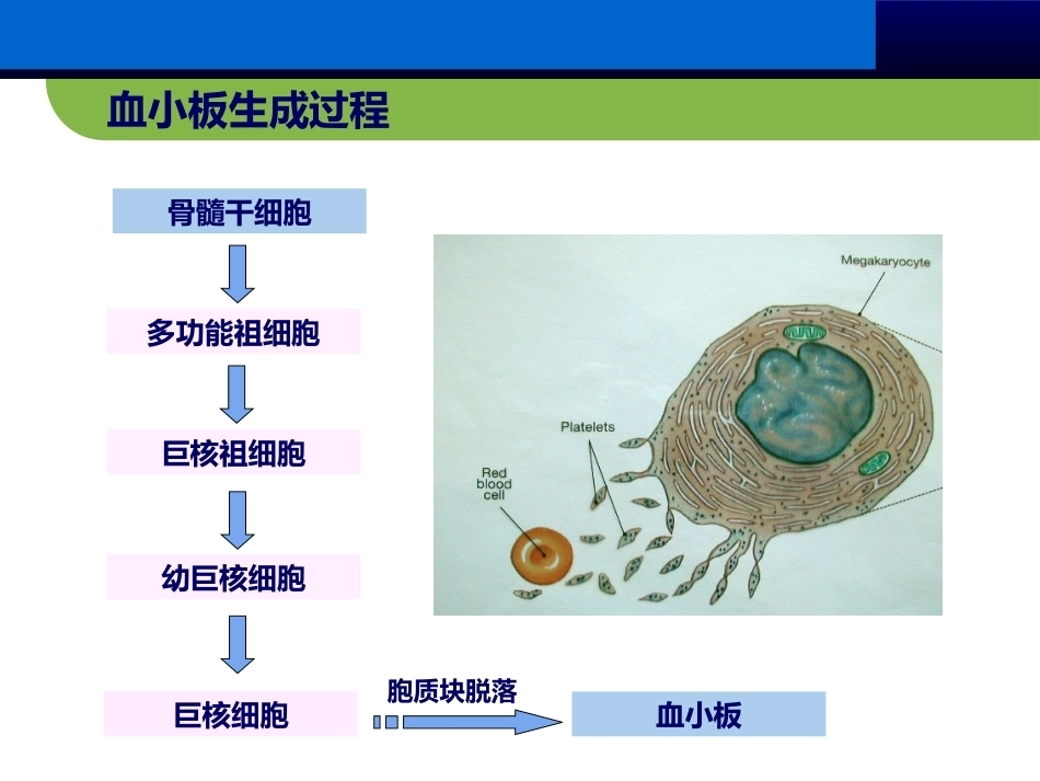血小板抗体检测临床应用(妇产科篇)_第5页