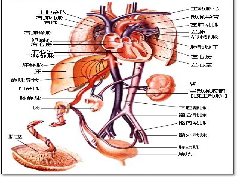 胎儿血流动力学在产科应用_第3页