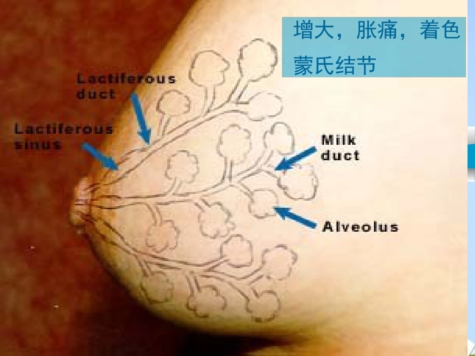 妊娠诊断最新_第7页