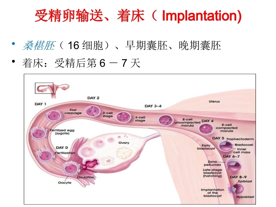 妊娠生理PPT_第11页