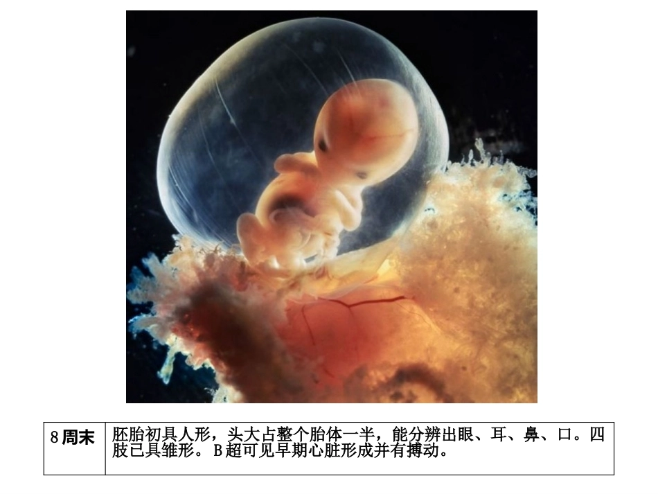 妊娠生理PPT_第14页