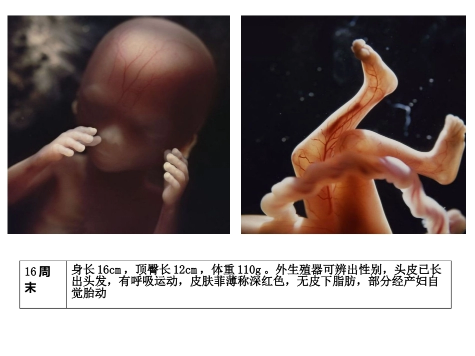 妊娠生理PPT_第15页