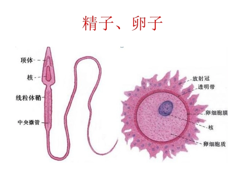 妊娠生理PPT_第6页