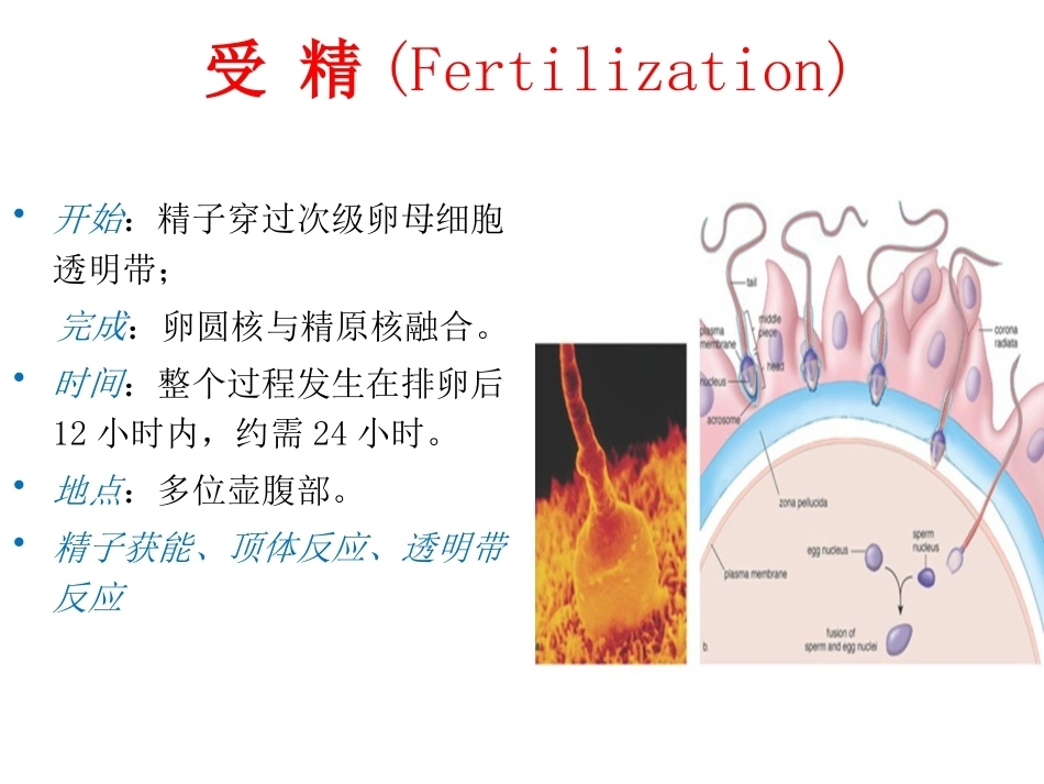 妊娠生理PPT_第8页