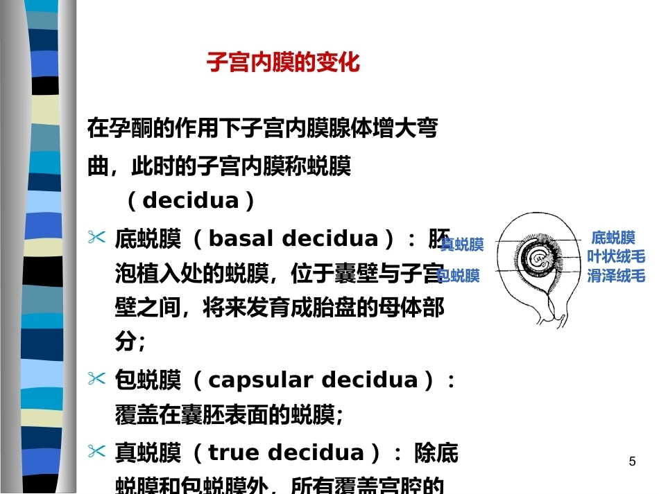 妊娠生理ppt (2)_第5页