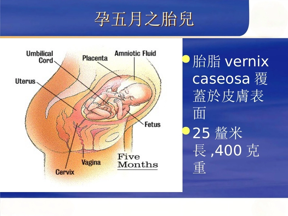 妊娠诊断PPT7_第8页