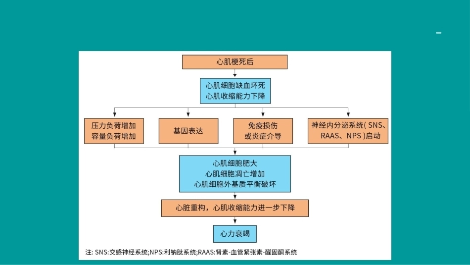 心衰诊断和治疗2024指南ppt（版本2）_第8页
